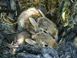 Eastern Cottontails in nest JL18 #9485