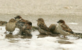Bathing Sparrows