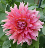 Dahlia Coral Gypsy AU18 #4163