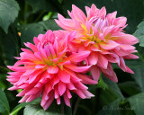 Dahlia Coral Gypsy S18 #7432