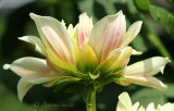 Dahlia Breakout AU18 #2274