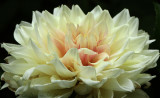 Dahlia Breakout S18 #6836