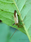 Adelphocoris lineolatus JL18 #8825