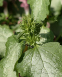 Lamium maculatum Seedpod JL18 #8747