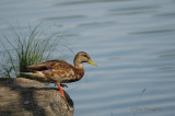 ONTARIO BIRDS