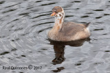 Pied-billed Grebe chick