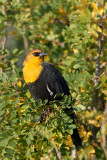 Yellow-headed Blackbird 