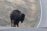 Bison