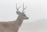 Mule Deer