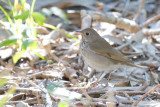 Gray-cheeked Thrush