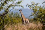 Kruger national park