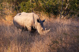 Kruger national park