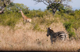 Kruger national park