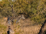 Kruger national park