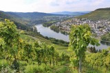 Bernkastel-Kues. Vineyards