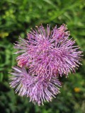 Schynige Platte. Alpine Garden