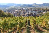 Gengenbach. Walking in the vineyards