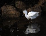 egrets
