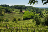 Vineyard grape vines in the green hills of Gorizia Brda at Dolnje Cerovo Slovenia in Spring