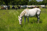 White Lipizzaner mare horse breed with dark foals grazing in a meadow with grass and flowers at the Lipica Stud Farm at Lipica S
