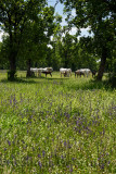 White Lipizzaner mares nursing dark foals while grazing in a flowery meadow at the Lipica Stud Farm at Lipica Sezana Slovenia
