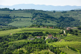 Springtime view of rows of grapes in vineyards and cherry tree orchards of Goriska Hills from Smartno Brda Slovenia