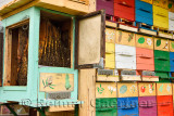 Carnolian bees honeycombs in open beehive with colorful painted apiary boxes at Kralov Med in Selo near Bled Slovenia in Spring