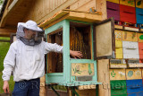 Local beekeeper Blaz Ambrozic handling docile Carnolian bees in boxed hives apiary at Kralov Med in Selo near Bled Slovenia in S