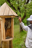 Local beekeeper Blaz Ambrozic beehive with honeycombs of Carnolian bees in apiary at Kralov Med in Selo near Bled Slovenia in Sp
