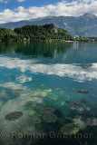 Waterlily pads floating in Lake Bled with Bled castle on cliff and St Martin church and Sol massive of Karawanks mountains Slove