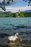 Mute swan mother with young downy cygnets in turquoise Lake Bled with pilgrimage church of the Assumption of Mary on Bled Island