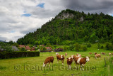 Traditionally bred domestic Cika cows in field in Spring Gorenjska region Selo pri Bledu village near Bled Slovenia