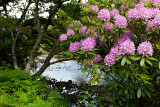 Invasive Rhododendron Ponticum and bracken on the River Ba at Benmore Estate in Knock on Isle of Mull Inner Hebrides Scotland UK