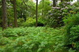 Woodland trees of Benmore Estate at Knock with bracken fern and invasive Rhododendron Ponticum on Isle of Mull Inner Hebrides Sc