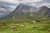 Three moulting Red Deer at River Coupall under Stob Dhearg peak of Buachaille Etive Mor mountains at Glen Coe Scottish Highlands