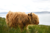 Shaggy red Highland cattle North of Applecross on the Inner Sound across from Isle of Skye Scottish Highlands Scotland UK
