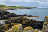 Lichen on weathered quartzite on coast of North Sea Moray Firth at Portsoy Scotland UK