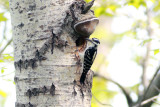 Hairy Woodpecker (Female)