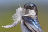 Swallow and Feather