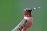 Ruby-throated Hummingbird (Male)