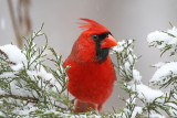 Northern Cardinal