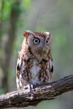 Eastern Screech Owl