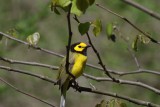 Hooded Warbler