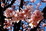 Almond flowers in the vineyard