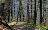 Spring forest