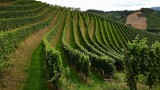 vineyard Durbach