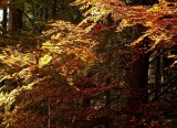 les feuilles rousses