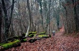 forêt de Dorlisheim