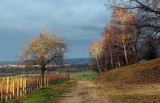 les vignes à Dorlisheim