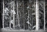 la forêt de Grendelbruch